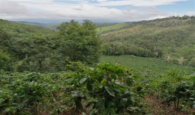 Caffe Land Ruta 43 a Rio Sereno, Santa Clara 093/083 Chiriqui Chiriqui, 04051 | Land for Sale in Santa Clara 093/083 Chiriqui 04051