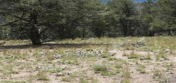 24850 Road V.5, Dolores, CO Dolores Colorado, 81323 | Exclusive Land for Sale