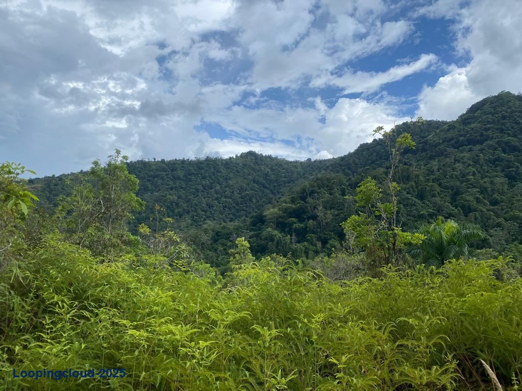 Retail Property for Sale in BUCARABONES WARD Puerto Rico 00670