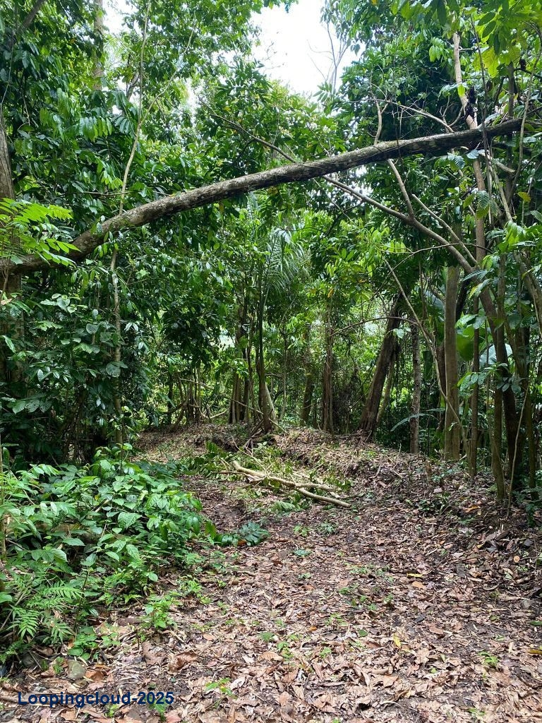 Retail Property for Sale in BUCARABONES WARD Puerto Rico 00670