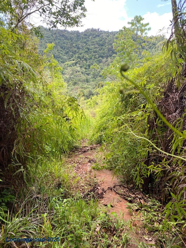 Retail Property for Sale in BUCARABONES WARD Puerto Rico 00670