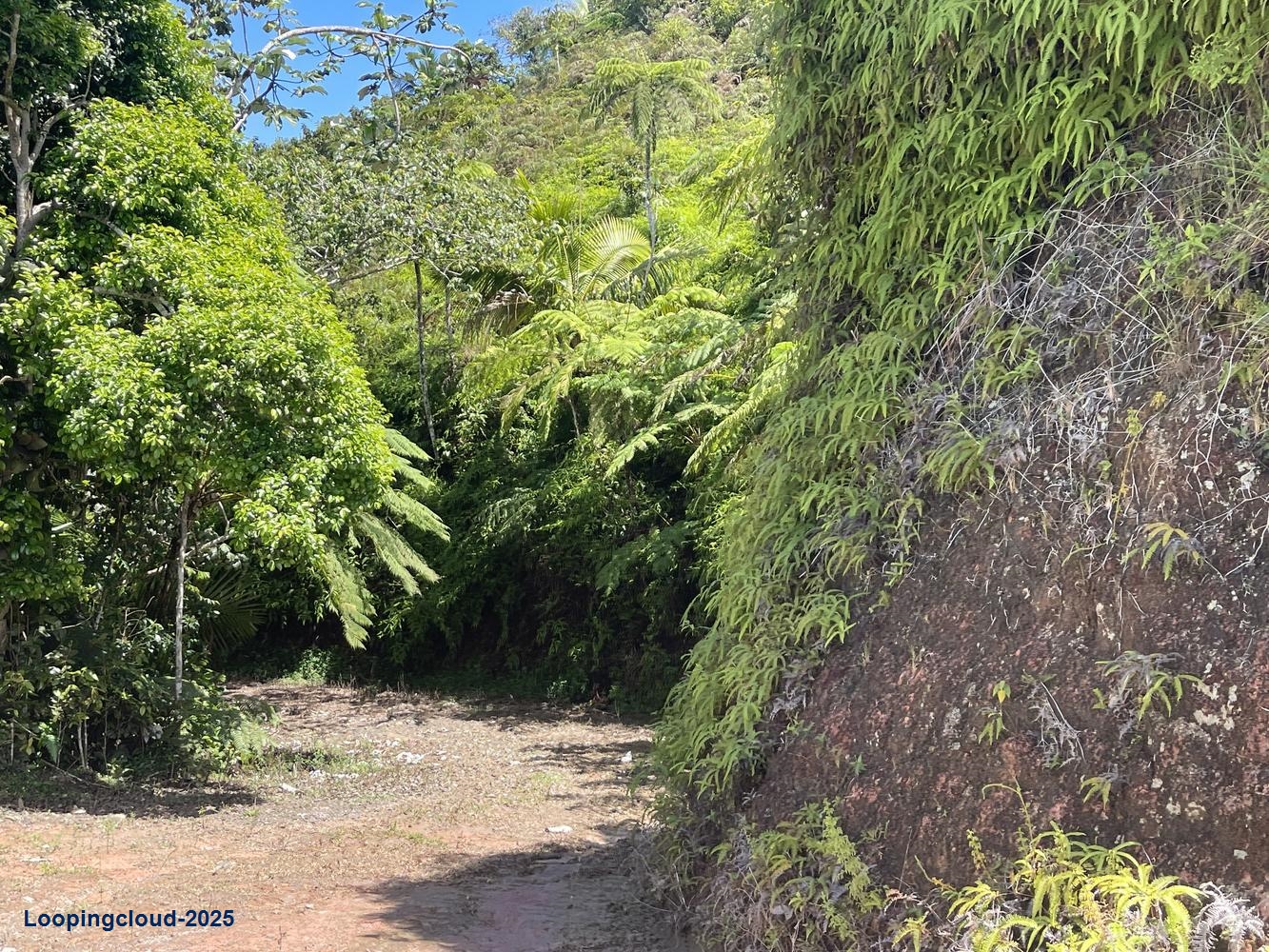 Land for Sale in Aguadilla Puerto Rico 00601