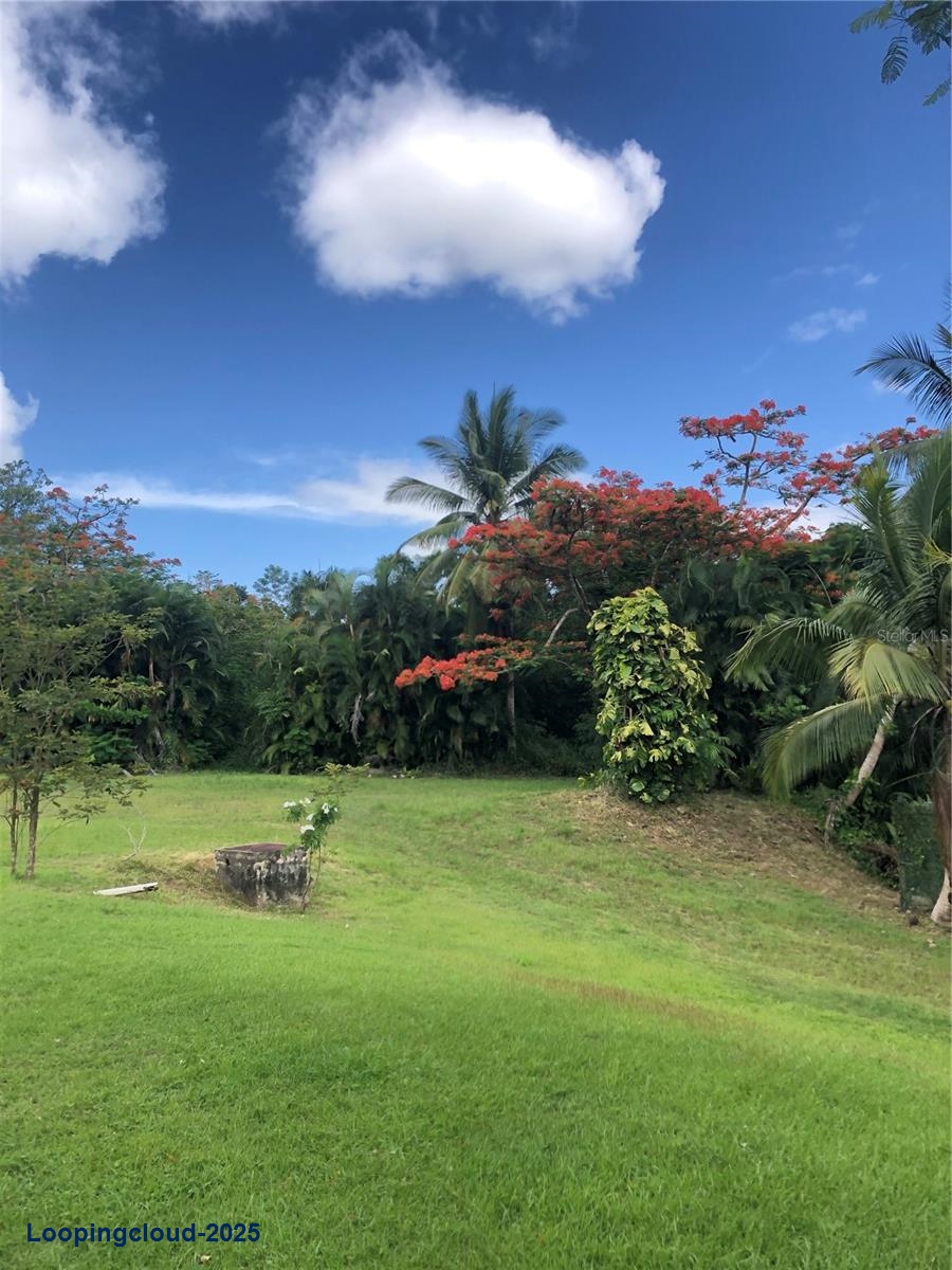 Commercial Property for Sale in KM 21.3 BO. LA MUDA Puerto Rico 00969
