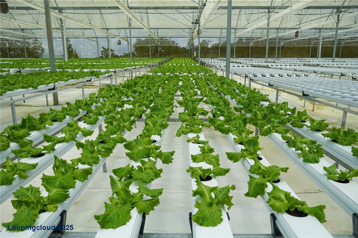 Turnkey Agricultural Investment in Lares