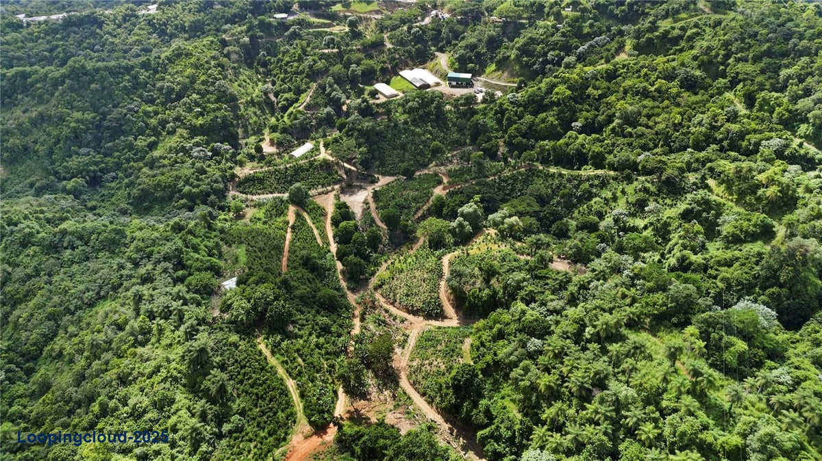 Finca Hoyos Planes: Fully Operational Coffee Estate in Puerto Rico