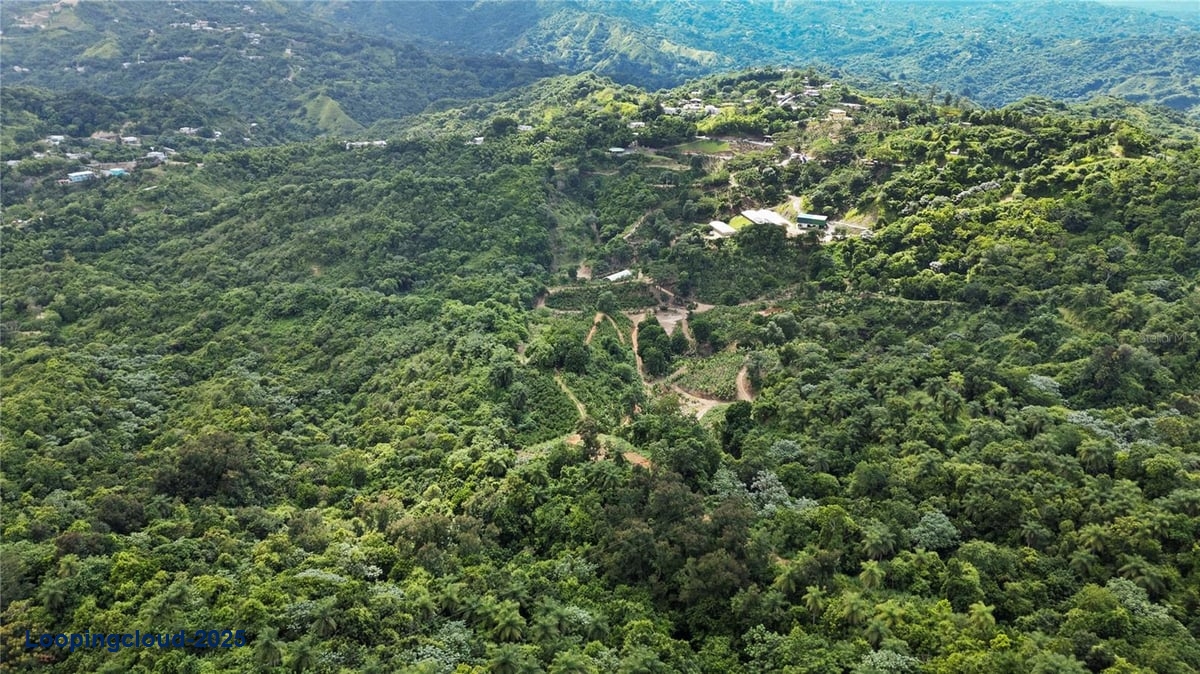 Finca Hoyos Planes: Fully Operational Coffee Estate in Puerto Rico