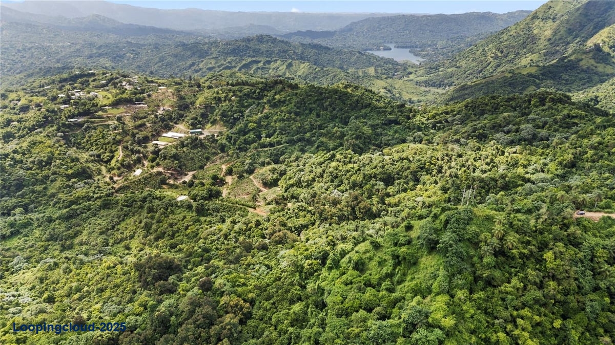 Finca Hoyos Planes: Fully Operational Coffee Estate in Puerto Rico