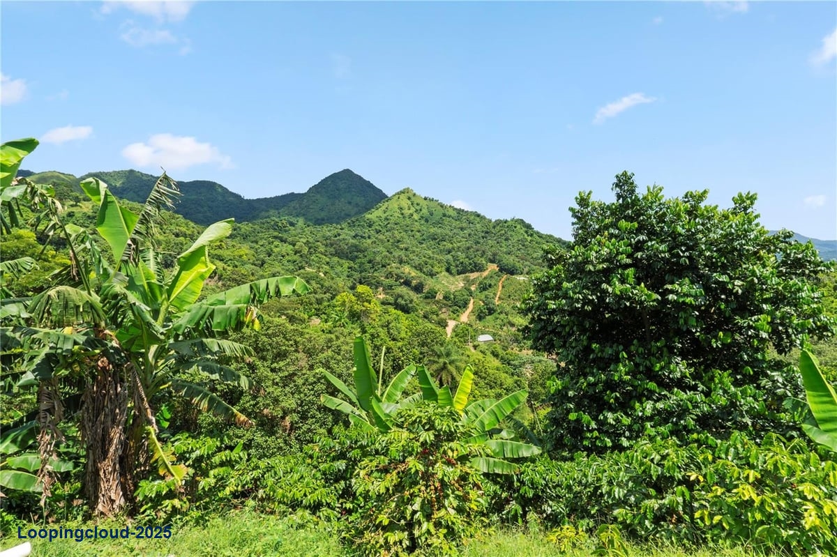 Land for Sale in Adjuntas Puerto Rico 00664