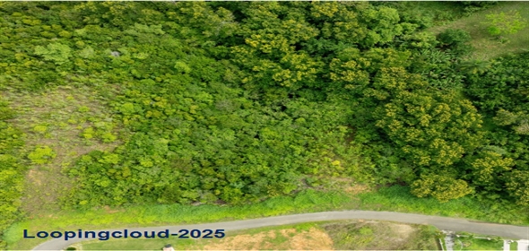 Bo Guaniquilla- Solar 12 Adjuntas Puerto Rico, 00602 | 60373, Build Your Dream with a View