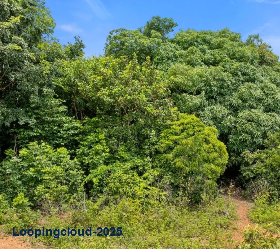 60369, Where Privacy Meets Paradise