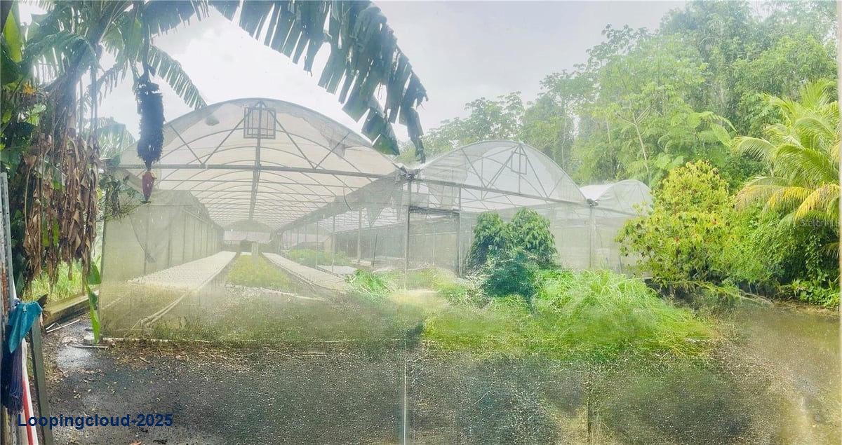 Prime Agricultural Opportunity -- Bo. Rosario, San Germán, Puerto Rico