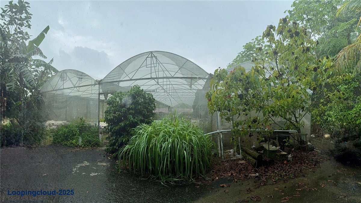 Prime Agricultural Opportunity -- Bo. Rosario, San Germán, Puerto Rico