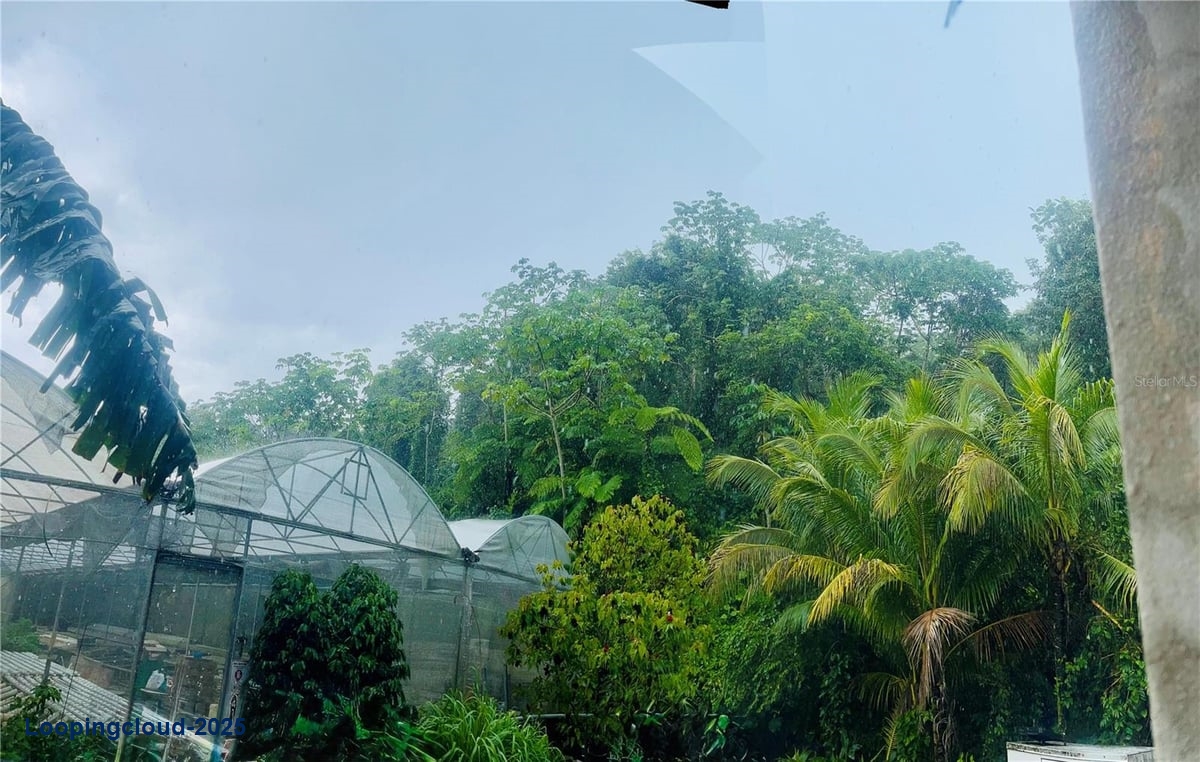 Prime Agricultural Opportunity -- Bo. Rosario, San Germán, Puerto Rico