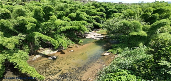 CARR 181 KM 10 QUEBRADA HONDA San Lorenzo Puerto Rico, 00754 | Expansive Parcel of Land