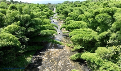 CARR 181 KM 10 QUEBRADA HONDA, San Lorenzo Puerto Rico , 00754