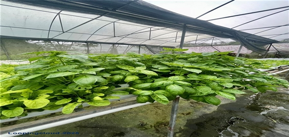 CARRETERA 119 San Germán Puerto Rico, 00683 | CARRETERA 119, SAN GERMAN, PR 00683