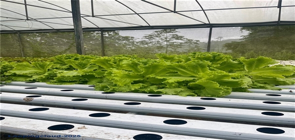 CARRETERA 119 San Germán Puerto Rico, 00683 | CARRETERA 119, SAN GERMAN, PR 00683