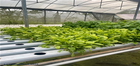 CARRETERA 119 San Germán Puerto Rico, 00683 | CARRETERA 119, SAN GERMAN, PR 00683