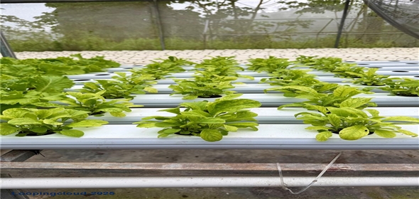 CARRETERA 119 San Germán Puerto Rico, 00683 | CARRETERA 119, SAN GERMAN, PR 00683