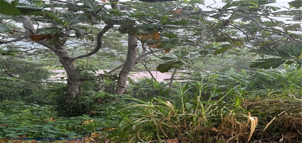 CARRETERA 119 San Germán Puerto Rico, 00683 | CARRETERA 119, SAN GERMAN, PR 00683