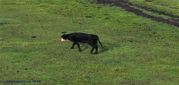 14935 COKER GULLY RD Myakka City Florida, 34251 | Exclusive Vacant Land in Myakka City