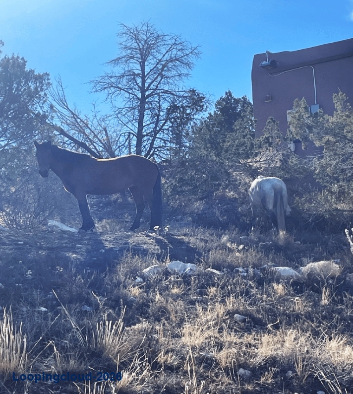 Residential Land for Sale in Placitas, NM | Custom Home Lot in The Overlook